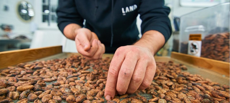Phil Landers, sorting through cocoa beans.